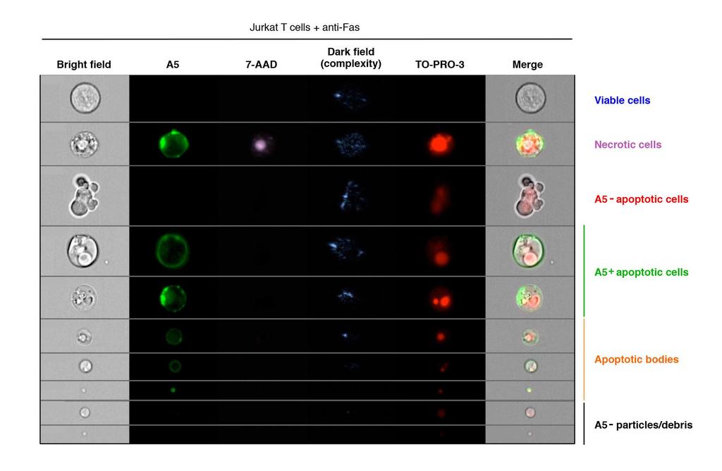 Supplementary Figure 3 Representative images of typical particles in each stage of cell death. ImageStream analysis of particles gated using the strategy as described in Poon et al.