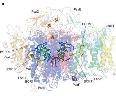 Structure-Function Relationships of the H + -Translocating Protein Complexes of Photosynthesis PS I Structure determined from pea 17 subunits: PsaA and PsaB bind reaction centre components 6