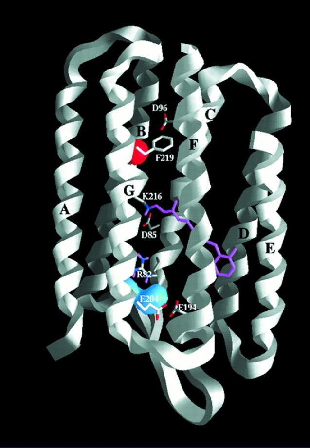 Bacteriorhodopsin - Structure Cytoplasm Asp 96 Lys 216 Asp 85