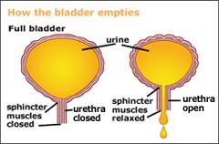 Micturation = urination; as the bladder fills this reflex occurs though it is also under voluntary control Urethra