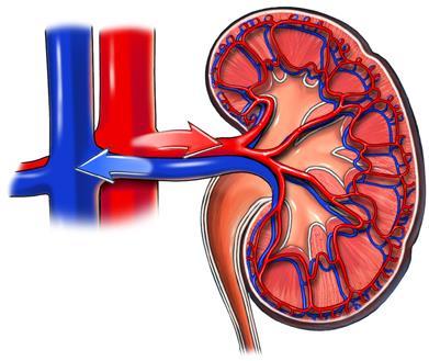 Renal Arteries & Veins Arteries attach to the abdominal aorta Veins attach to the inferior vena cava Pathway: Renal