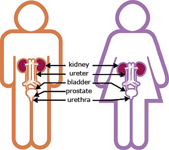 The kidneys filter blood They remove waste by producing a liquid Urine Urea is the main waste product from the blood (made up