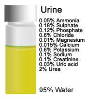 Urine is made up of the following: Water (95%) Urea (2.