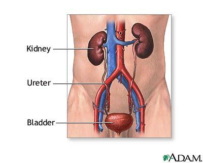Kidneys Two reddish beanshaped organs Eliminate waste and