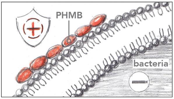 PHMB: mechanism of action Interacts with negatively charged phospholipids in the bacterial membrane (leading to