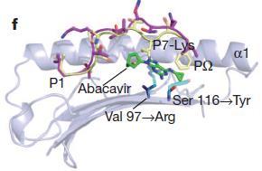 HLA-B*5701 Serine 116 essential fr binding f abacavir purine grup Psitin 97 sits at the bttm f the peptide-binding cleft