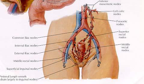 Perirectal/Pericolic Drainage Areas Inguinal nodes Internal and external