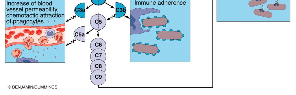 Antibody C3b Complement cascade Factors B, D, and P C1 becomes an active enzyme when it binds to