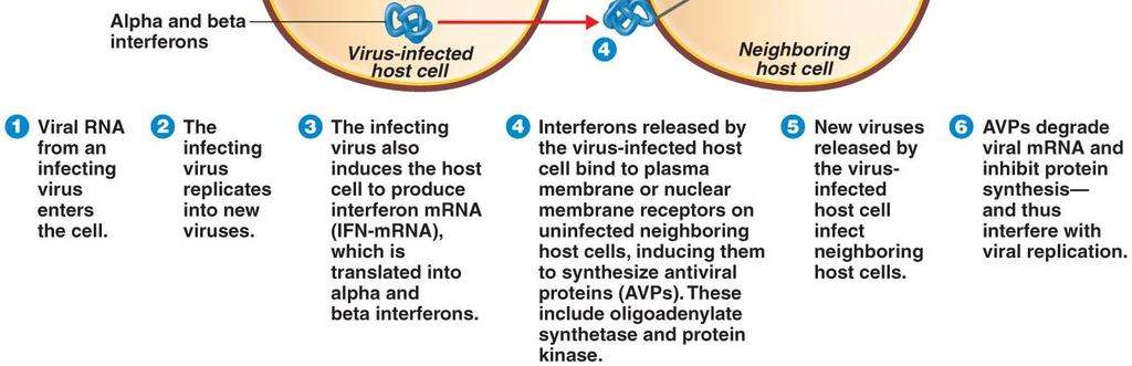 Viral replication in cell triggers transcription and translation of IFN- or IFN-, depending on type of host cell.