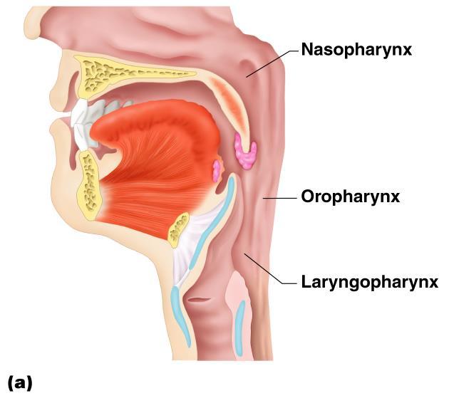 Nasopharynx - not part of the digestive system Oropharynx Laryngopharynx Esophagus nonkeratinized stratified squamous epithelium In the rest of tube