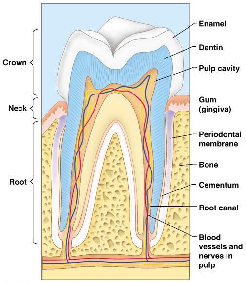Regions of a tooth Crown exposed part Outer enamel - hardest substance in the