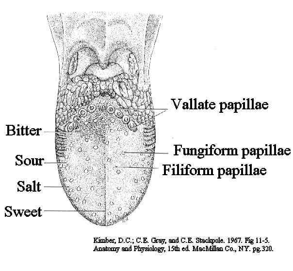 Tunica mucosa of Oral Cavity papillae taste buds in epithel cells 10,000 taste cells (chemoreceptors), nerve ends Sweet, sour, bitter, salty cover the tongue,
