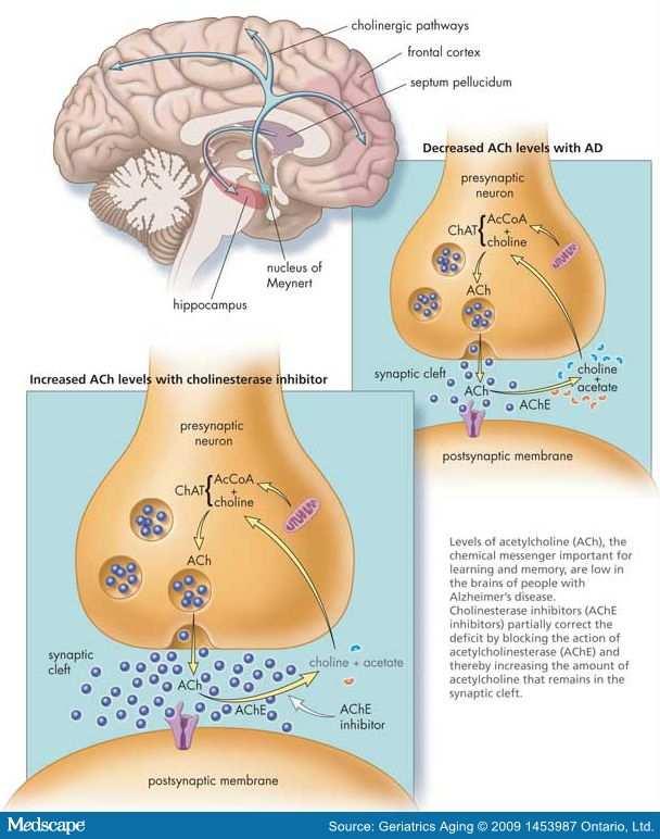 Cholinesterase Inhibitors May hyperactivate leading to more behavioral problems May improve cognition May activate frontal