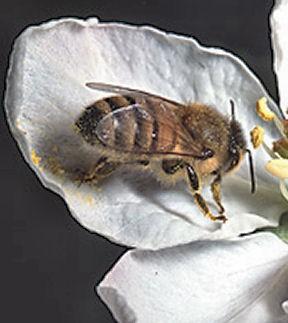 The types of flowers that honeybees visit determine the type of honey they produce. This bee is pollinating an apple blossom. USDA, Photo by Jack Dykinga Most of the honey we buy in U.S. grocery stores is made by bees that visit clover plants.