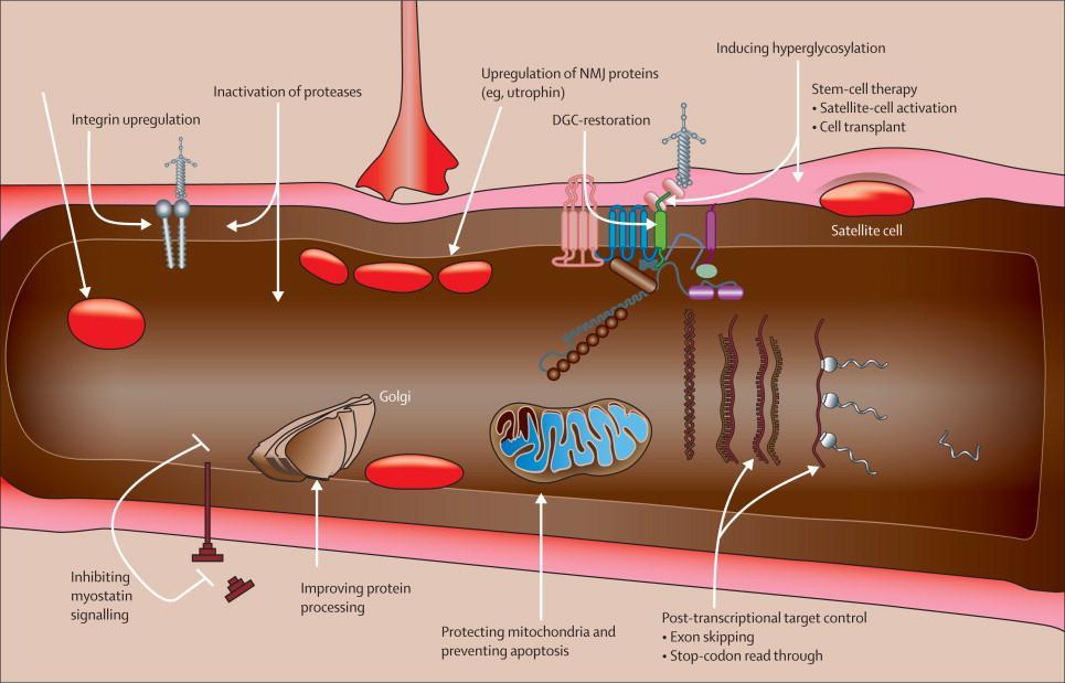 Subcellular structures and pathways of a