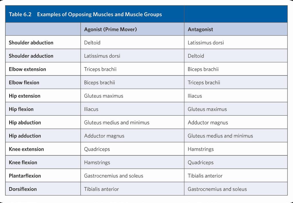 Opposing Muscles and Muscle Groups 2015