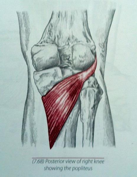 Synergist Synergist The muscles surrounding the joint being moved; secondary muscles involved Eg.