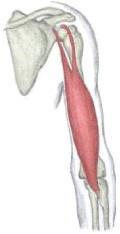 Muscle Origins and Insertions When skeletal muscle contracts, it causes movement of the attached bones.