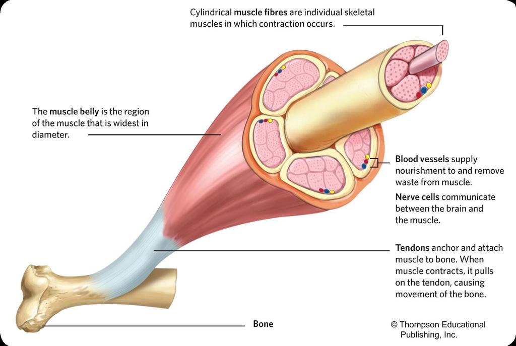 How Muscle Attaches to Bones 2015