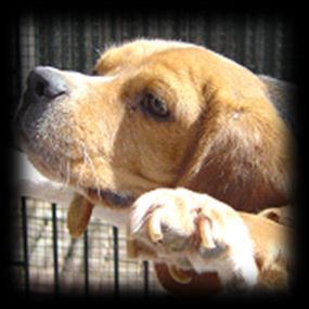 Female beagle (3 years old, 12 Kg) (10 6 L.