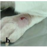parasite load (ulcerative lesions) (month) Bone Marrow Lymph