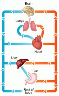 07 Human transport Biology Notes IGCSE Cambridge 2014 #69 Transport in humans - the circulatory system The main transport system of human is the