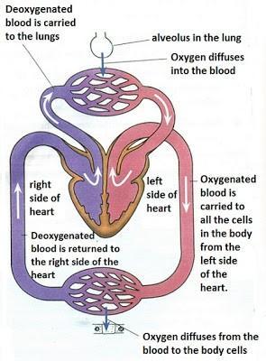 Its functions: To transport nutrients and oxygen to the cells. To remove waste and carbon dioxide from the cells.