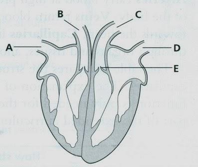 Sample questions Figure above shows a section through the heart i) Name the two blood vessels A and B [2 marks] ii) Which of blood vessels A, B, C or D carry oxygenated blood [1 mark] iii) Name valve