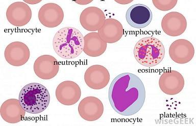 #74 Blood cells - structure and functions Blood consists of cells floating