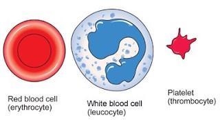 A much smaller number are white blood cells.