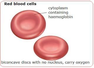 Functions of blood cells Red blood cells transport oxygen. White blood cells protect against disease. Blood platelets help the blood to clot. 1.