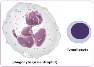 2. White blood cells (leukocytes) Made in the bone marrow and in the lymph nodes. Have a nucleus, often large and lobed.