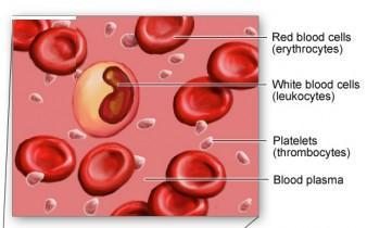 3. Platelets (thrombocytes) Small fragments of cells, with no nucleus. Made in the red bone marrow.