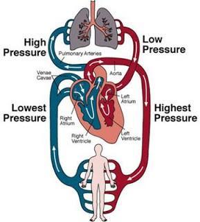 The double circulation Beginning at the lungs, blood flows into the left-hand side of the heart, and then out to the rest of the body.