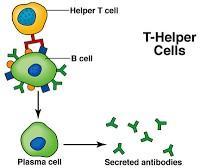 #76 Immune system - antibody production, tissue rejection & phagocytosis The immune system is the body's defence against disease and foreign bodies, under the form of antibody production, tissue