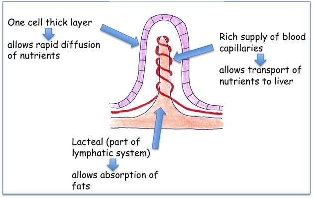3. The absorption of fatty acids and glycerol from the small intestine Following the chemical and mechanical breakdown of food in the digestive tract, most nutrients are absorbed into the blood