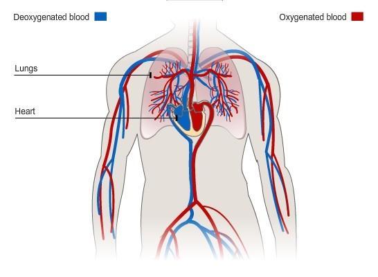 #78 Summary of human transport Mammals have a double circulatory system, in which blood is moved through vessels by the regular contraction and relaxation of cardiac muscles in the wall or the heart.