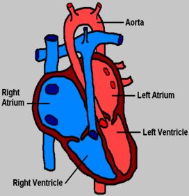#70 Structure and function of the heart The