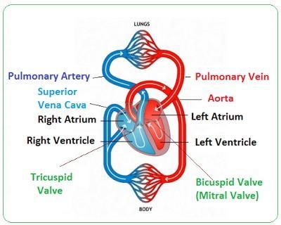 shown (2 marks) 2.State 2 differences in composition between blood leaving the right ventricle and blood entering the left atrium. (2 marks) Answers: 1. 2.Blood leaving the right ventricle has more CO 2 and less O 2 than blood entering the left atrium.