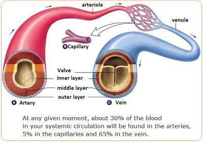 #72 Arteries, veins and capillaries - structure and functions There are 3 main kinds of blood vessels