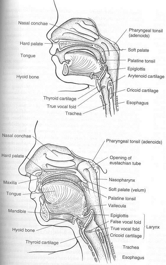 Configuration Epiglottis is narrow, omegashaped (Ω)