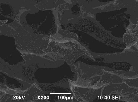 Figure 4 presents SEM imges of Cu-Sn nnoprticles otined using C-fom s support from