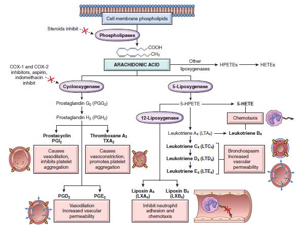 Arachidonic acid metabolites (eicosanoids) -Mast cells -Other WBCs -Endothelial cells -Platelets activated by mechanical, chemical, or physical stimuli, or by inflammatory mediators such as C5a Major