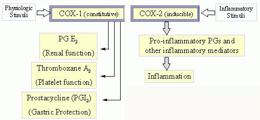 COX-2 inhibitors work by blocking COX-2 enzyme which is involved