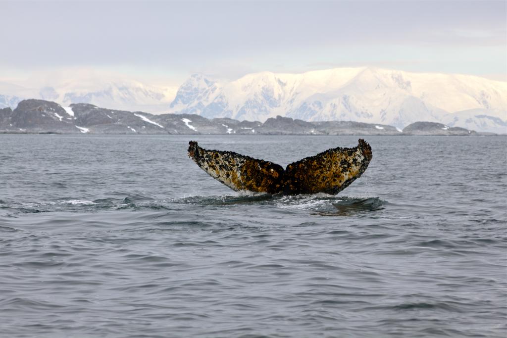 Humpback whales were easy to hunt because they swim slowly, spend time in bays near the shore, and float when killed.