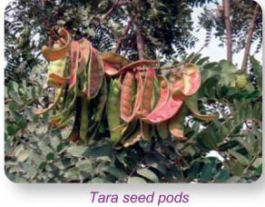 Propyl gallate is also prepared from pods of the Tara tree by