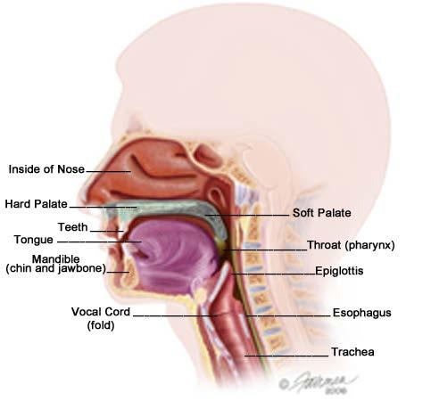 Head and Neck Cancer Primary Disease Sites Oral Cavity Pharynx Larynx