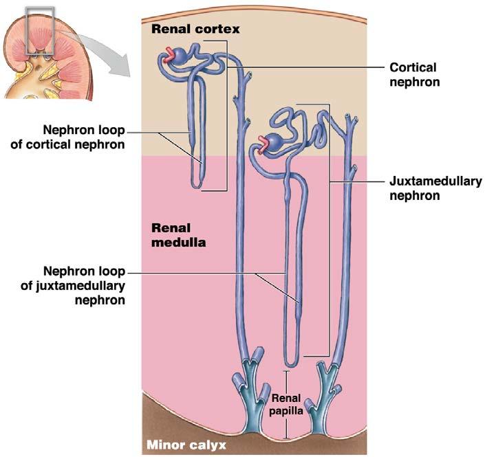 Module 24.3: Gross and microscopic anatomy of the kidney Two types of nephrons (continued) 2.