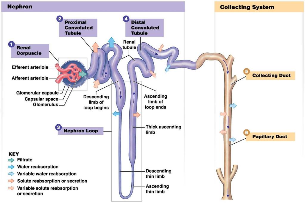 The Nephron and