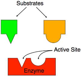 How enzymes get their name: Enzymes are usually named by